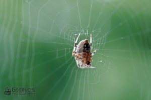 This spider, out side my window,was my first subject.