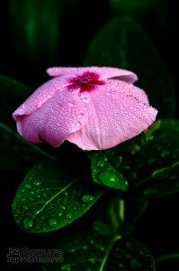Shoot macro in the morning , natural dew drops are unbeatable