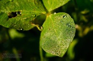 More morning dew