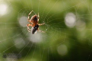 20110821-GServo-0125-2