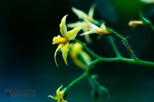 20110828-GServo-0138