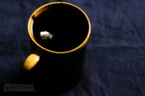 20110924-GServo-0063