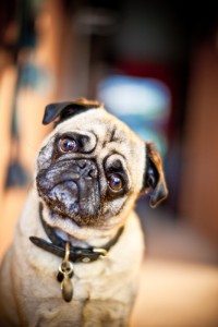 Pug Cocks Head