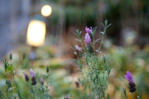 Full Frame Sensor, 105mm 1/15th handheld f/4 ISO 400