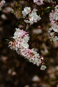Taken with Sigma 70-300 4-5.6