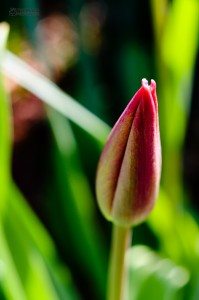 Taken with the Nikon 40mm 2.8 Macro