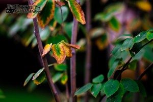 20120825Gservo-4546-2