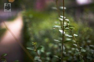 Taken with the Vivitar 35mm 1.4, f1.4, 1/1600 sec, ISO 400