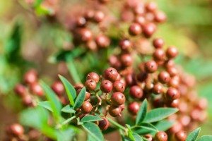 Sigma 180mm f/2.8 Macro Tests