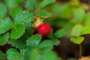 Sigma 180mm f/2.8 Macro Tests