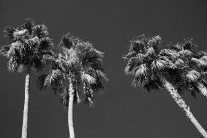 Shooting at f/5.6 gives you outstanding sharpness across the frame.