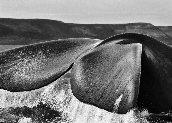 Salgado Whale Tail