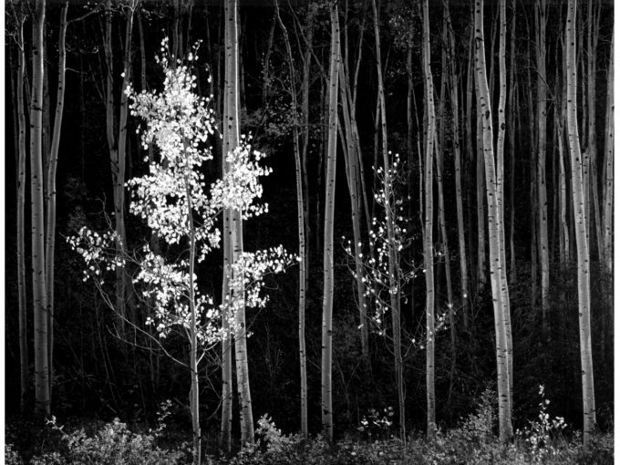 Aspens - 1958