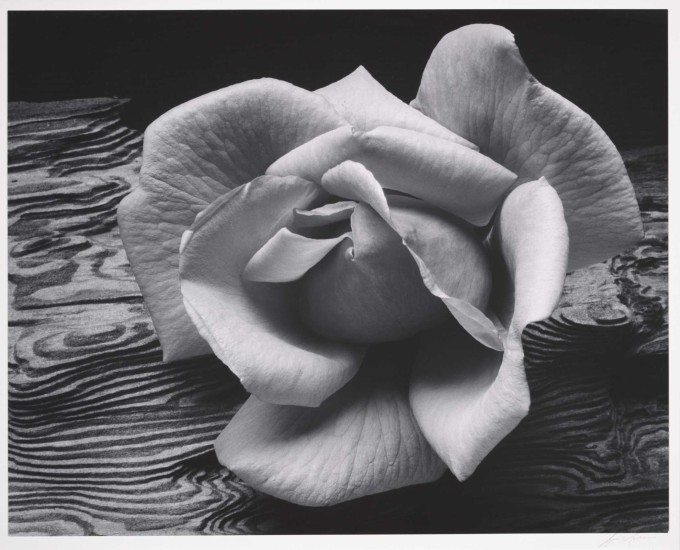 Rose and Driftwood - 1932