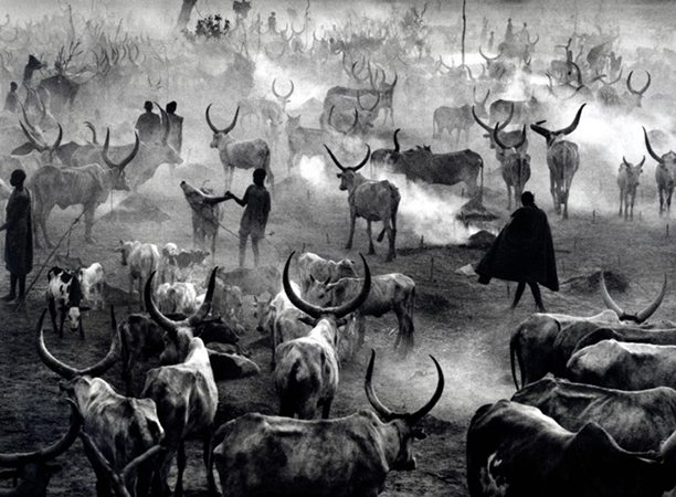 salgado_cattlecamp304_72_2