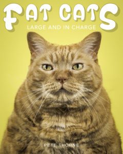 Fat Cats Photo Project Showcases The Heartwarming Side Of Chubby Feline Friends