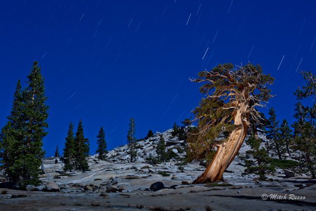 Lone Tree and Star Trails