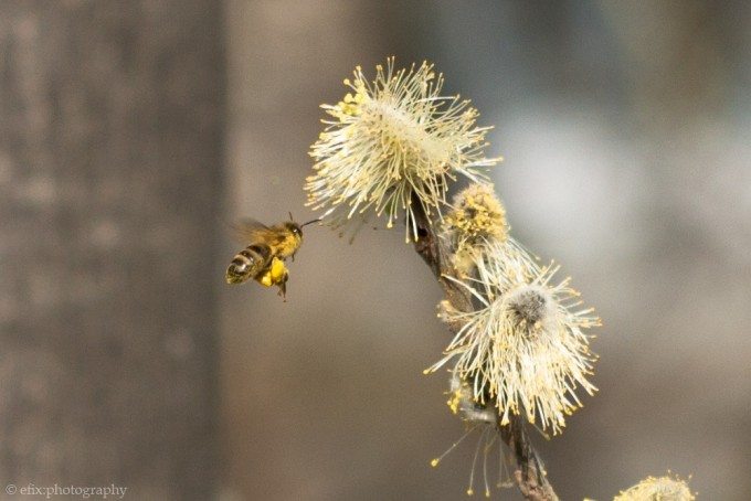 honeybee_crop