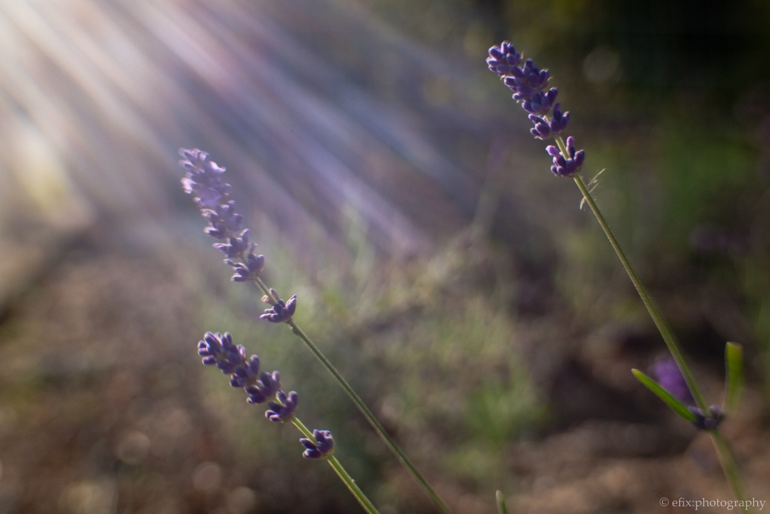 Porn Pics Review: Lensbaby Composer Pro for MFT with