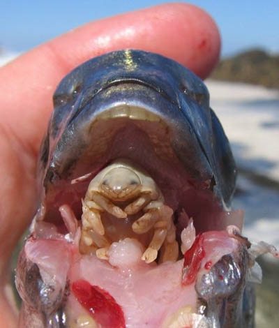 tongue-eating-parasite