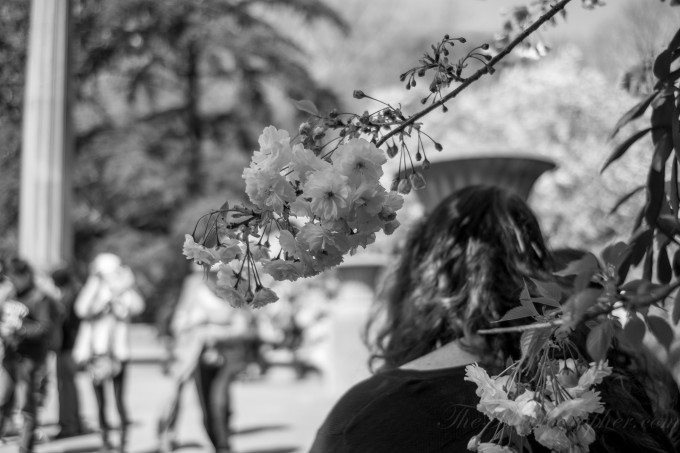 Chris Gampat The Phoblographer SLRMagic 23mm f1.7 Sakura Matsuri 2013 (1 of 21)ISO 2001-1800 sec at f - 1.0