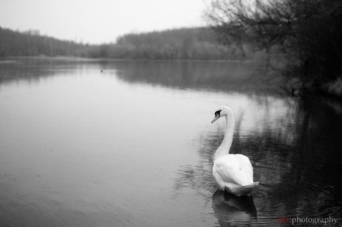 Swan lake | Sony NEX-3