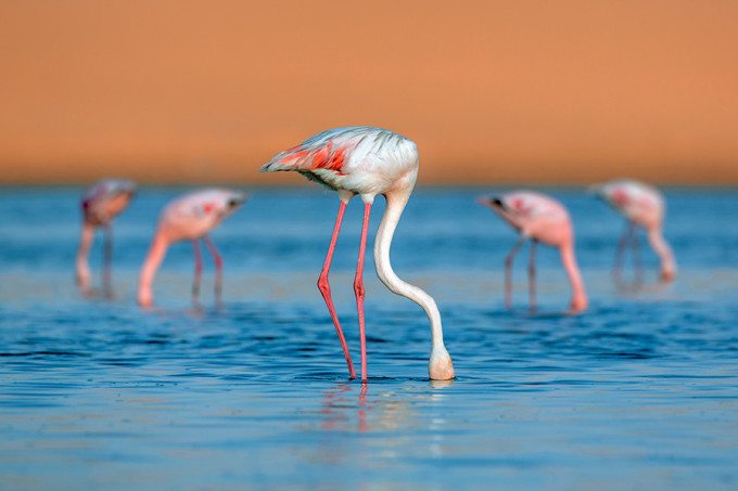 flamingo-flamenco