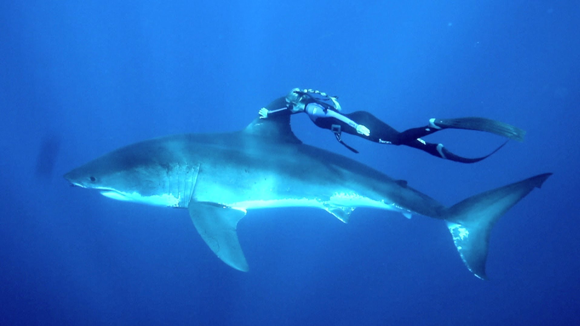 Diver Ocean Ramsey “Swims with Sharks” to Promote a More Positive Image of These Animals