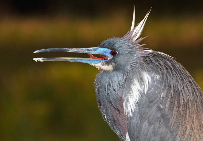 IMG_3659-Tricolored-Heron-CU-mouth-open-flash-3-8-13larger-file