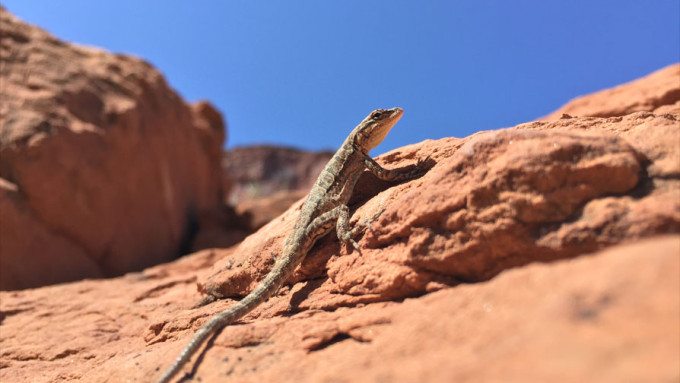 Kevin Lee The Phoblographer iPhone 6 Product Image 2