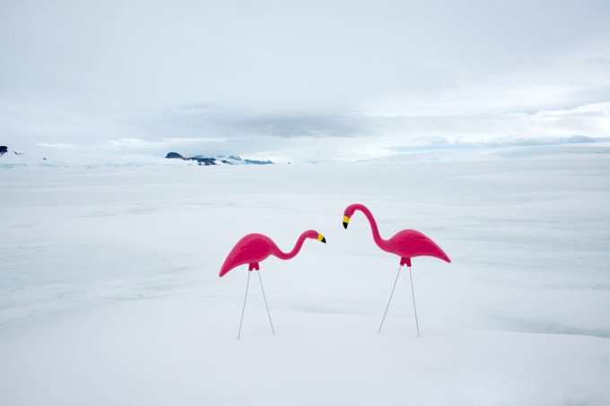 Two Flamingos