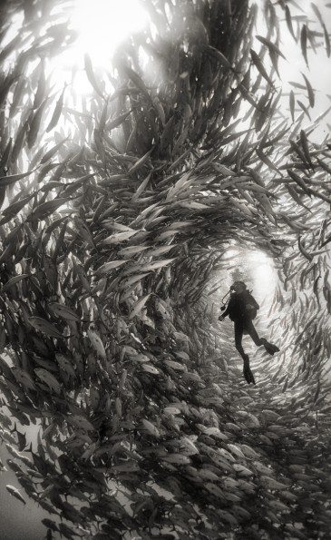Surrounded by a swarm of jack fish in Cabo Pulmo National Park, Mexico. Cabo Pulmo is the best example of a recovered reef in Mexican seas. A few years ago the fisherman of  Cabo Pulmo fished all the reef to the point that fishing stopped being a way to sustain their households and life in the reef was obliterated. So they decided to totally stop fishing and few years latter the reef recovered to an astonishing level, and it is today the best example of what the Sea of Cortes used to be like