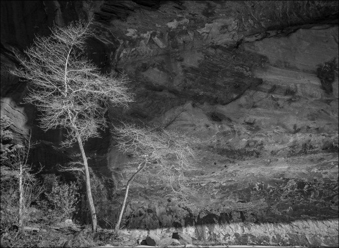2217 Winter, Tree and Canyon Wall