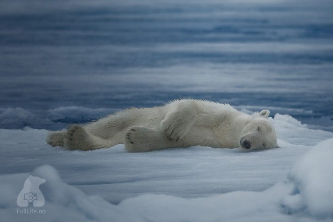 This sleeping polar bear needs a pillow. Do you know where I can order one? 😃 Photo: K. Sahai - www.fullLife.no #arctic #svalbard #norway #norge #polarbear #predator #sleep #wildlife #nature #iceberg #conservation #climate #climatechange #globalwarming