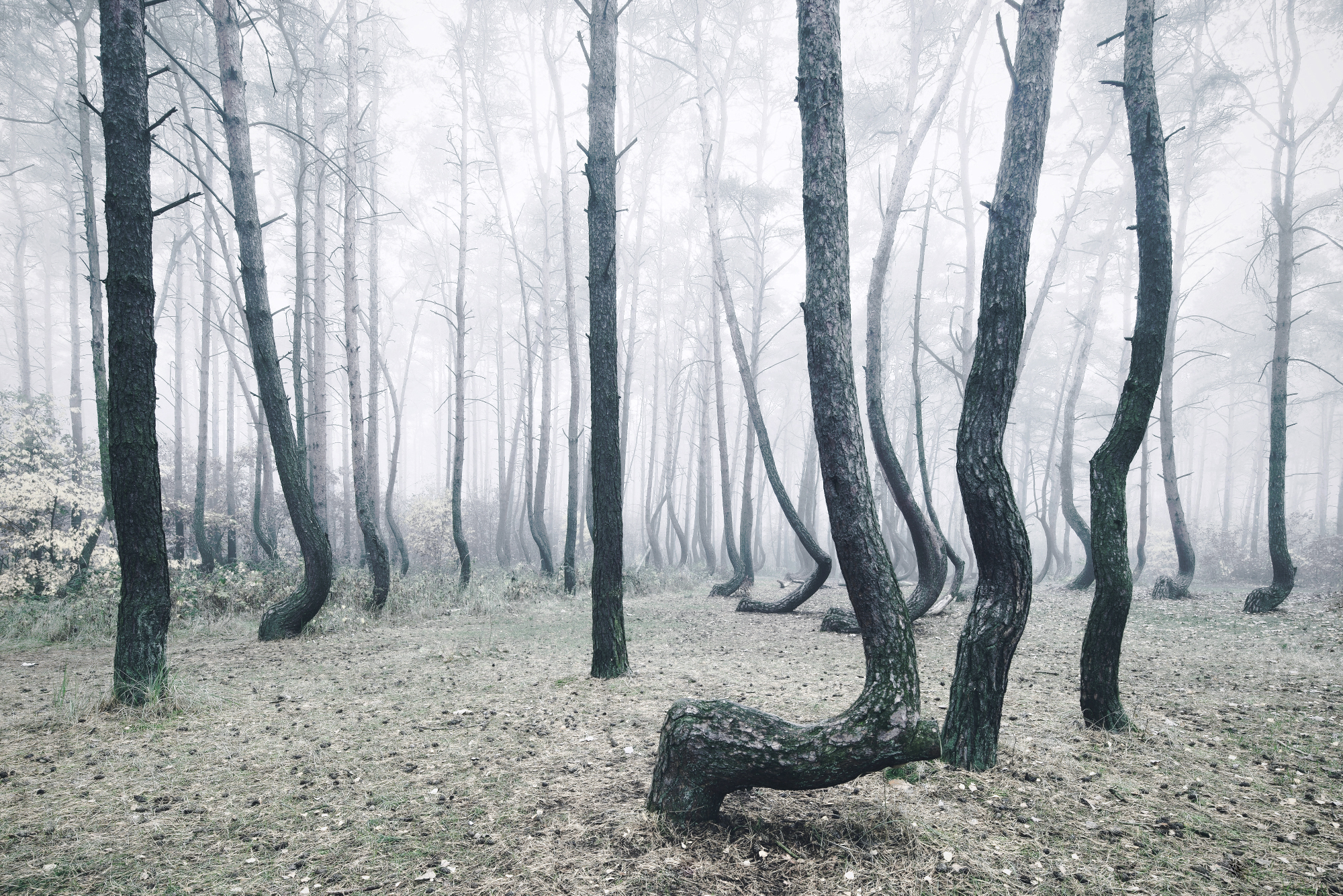 Криволесье. Кривой лес (Crooked Forest) Польша. Криволесье в Польше. Танцующий лес в Польше. Аномальный лес Хойя-бачу.