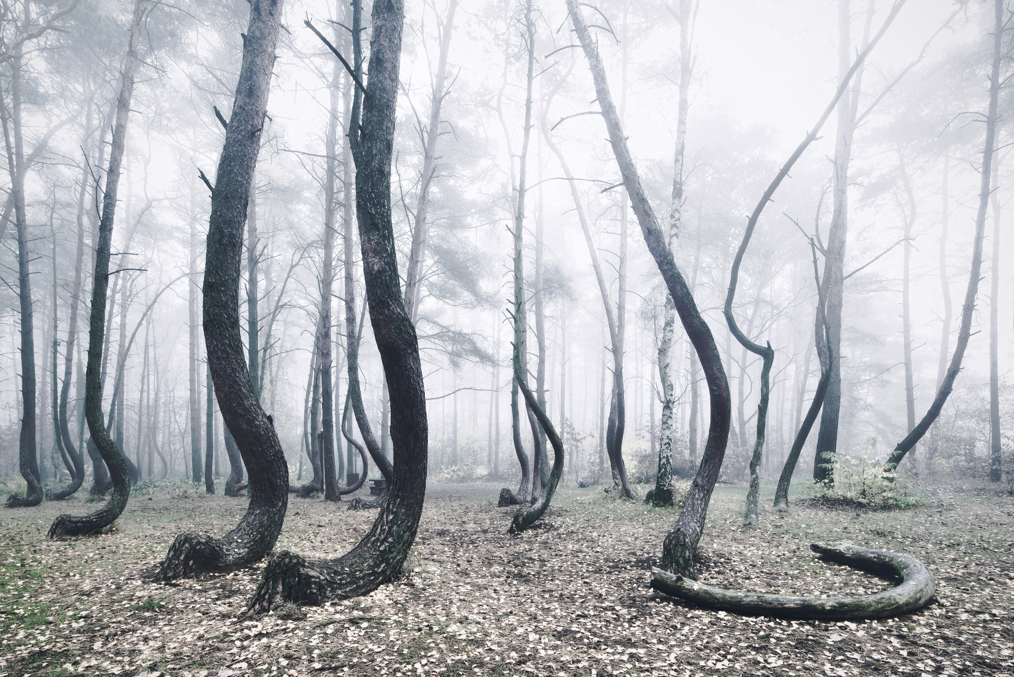 Криволесье. Кривой лес Грыфино Польша. Таинственный лес Шьямалана. Изогнутый лес. Кривое дерево.