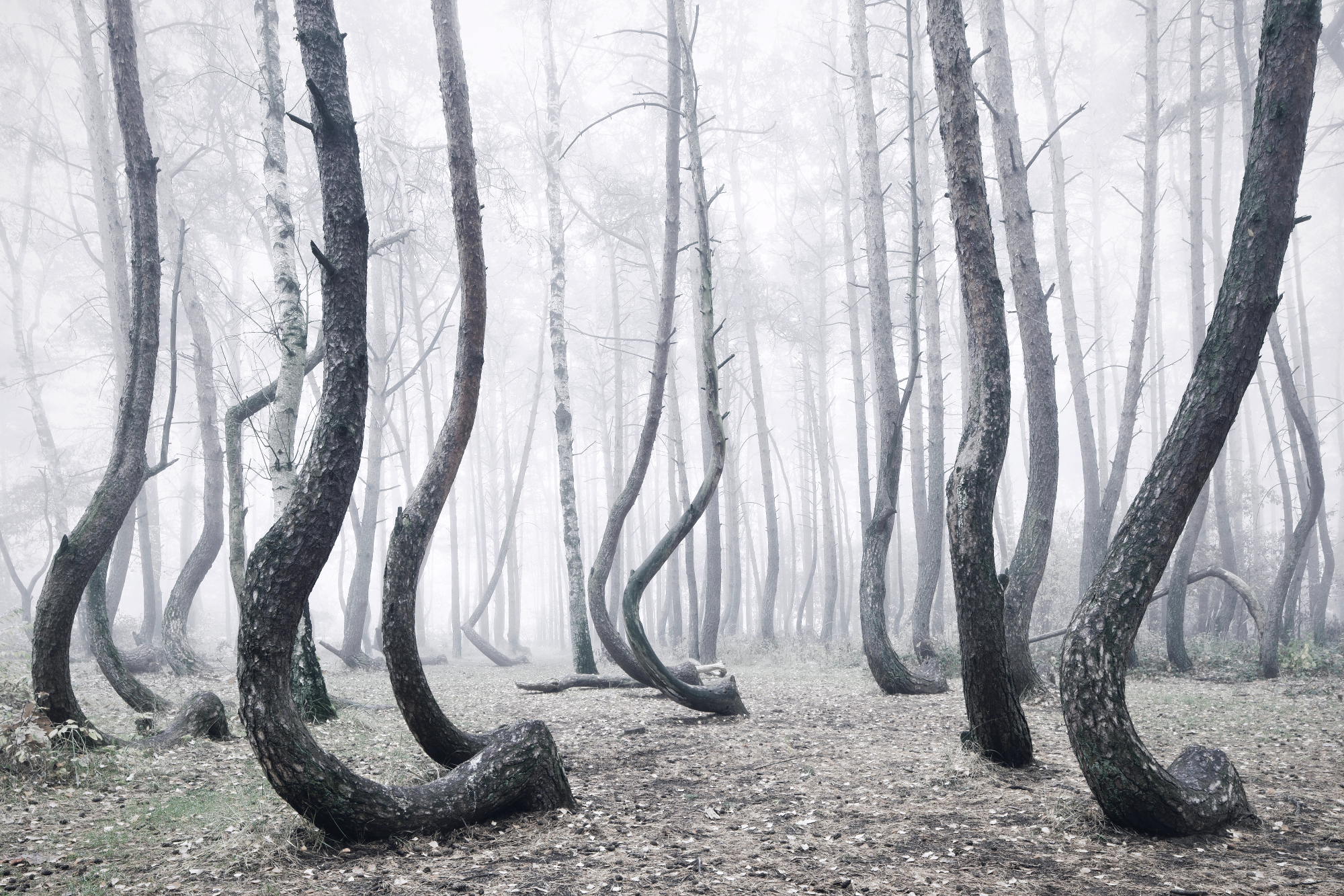 Пляшущий лес. Танцующий лес на Куршской косе. Куршская коса Танцующий лес зимой. Кривой лес Грыфино Польша. Куршская коса деревья кривые.