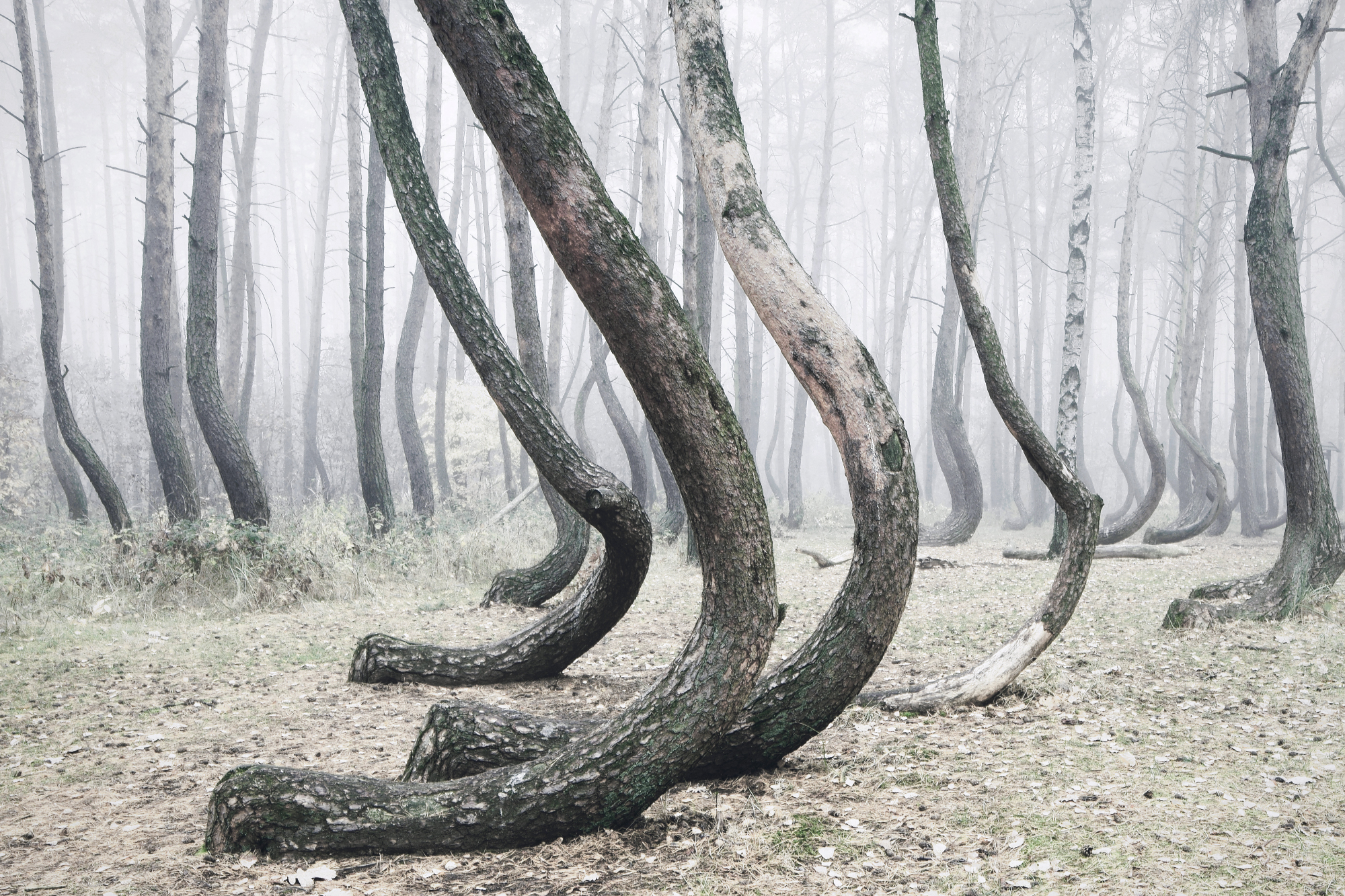 Пляшущий лес. Кривой лес (Crooked Forest) Польша. Куршская коса Танцующий лес. Криволесье Куршская коса. Танцующий лес на Куршской косе.