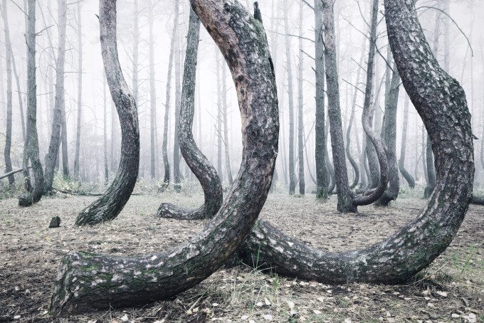 Crooked Forest - Kilian Schînberger (3)