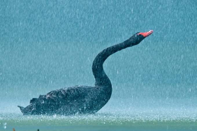 ‘Black swan in lake under the rain’ by Xavier. 10th in the crowd vote.