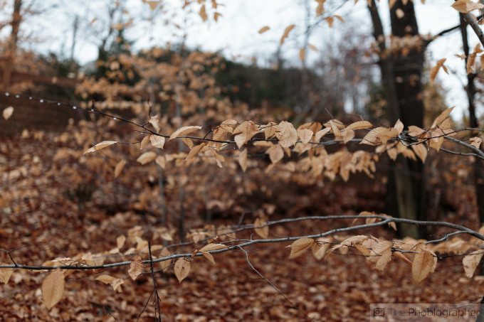 Chris Gampat The Phoblographer Canon 35mm f1.4 L USM II first impressions sample photos (10 of 25)ISO 2001-800 sec at f - 1.4