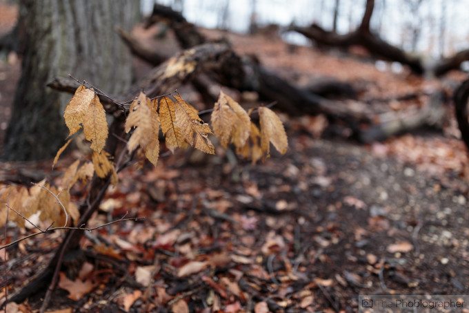 Chris Gampat The Phoblographer Canon 35mm f1.4 L USM II first impressions sample photos (15 of 25)ISO 2001-400 sec at f - 1.4
