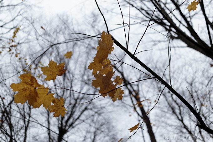 Chris Gampat The Phoblographer Canon 35mm f1.4 L USM II first impressions sample photos (16 of 25)ISO 2001-4000 sec at f - 1.4