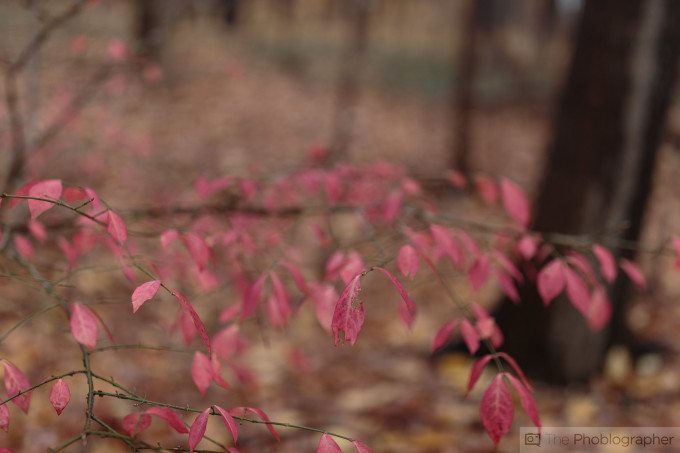 Chris Gampat The Phoblographer Canon 35mm f1.4 L USM II first impressions sample photos (8 of 25)ISO 2001-500 sec at f - 1.4