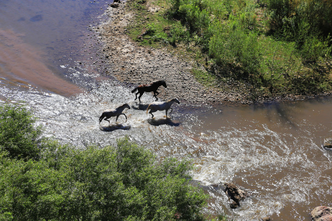 Wild horses, Rio Verde, AZ