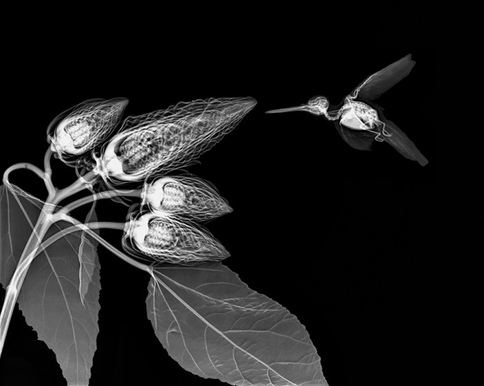 floral x ray photography