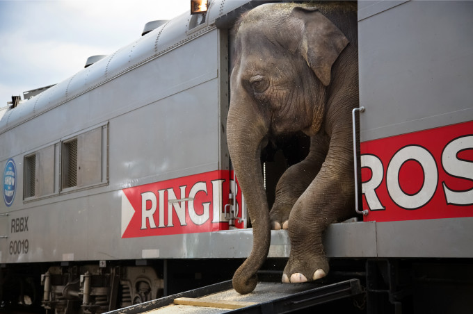 There are more than 300 people that with the Ringling Bros. and Barnum & Bailey circus blue unit, representing 25 different countries and speaking everything from Russian to Arabic to Guarani. A few travel in cars and trailers, but a majority, 270, live on the trains. Most come from multigeneration circus families, to the extent that collectively, the circus staff represents thousands of years of circus history. The men and women all say that only circus people like them can understand the lifestyle. They spend 44 weeks of the year traveling an average of 20,000 miles from coast to coast on a train that is 61 cars ”a full mile” long. It is a life of close quarters and rigorous training, a life that many of the performers began in childhood. Their job is to convince the world that the circus still matters.