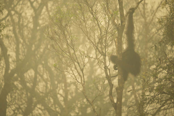 Unflanged male orangutan in a strip of remaining forest along the edge of the Mangkutup River, seen through the smoke of forest fires. Forest away from the river has burned. Bornean Orangutan (Pongo pygmaeus wurmbii Central Kalimantan Province, Indonesia Island of Borneo