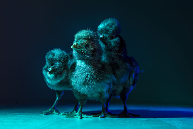 Chic Chicks ©Dan Bannino - Little ones2-Marvin,Joe,Pedro