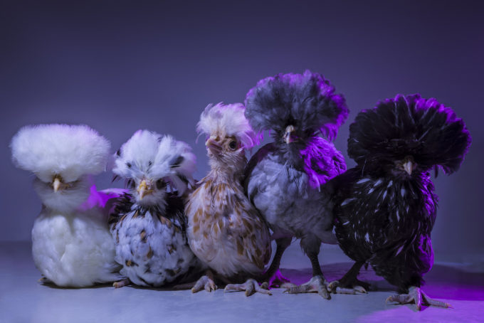 Chic Chicks ©Dan Bannino - Little ones3-Fluffy,Yolko,Willow,Flocky,Ziggy